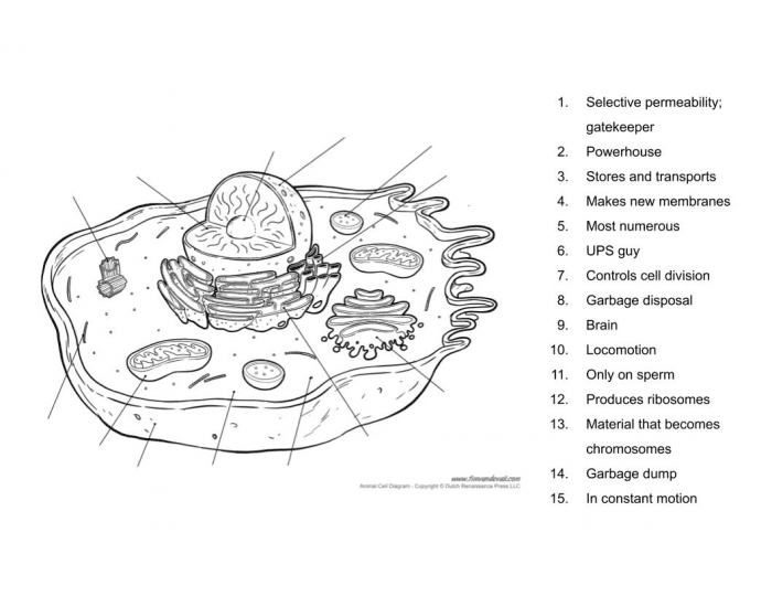 Cell Parts and Functions Quiz