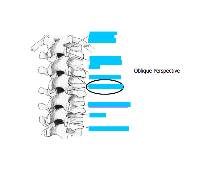oblique spine Quiz