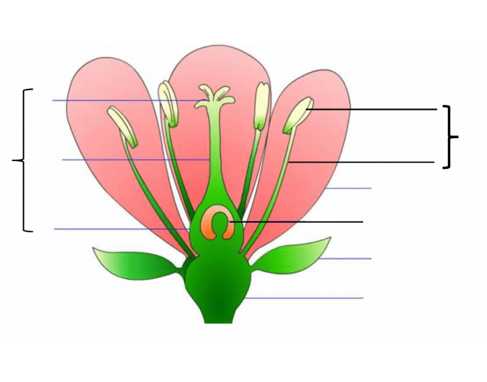 Functions of parts of a flower Quiz