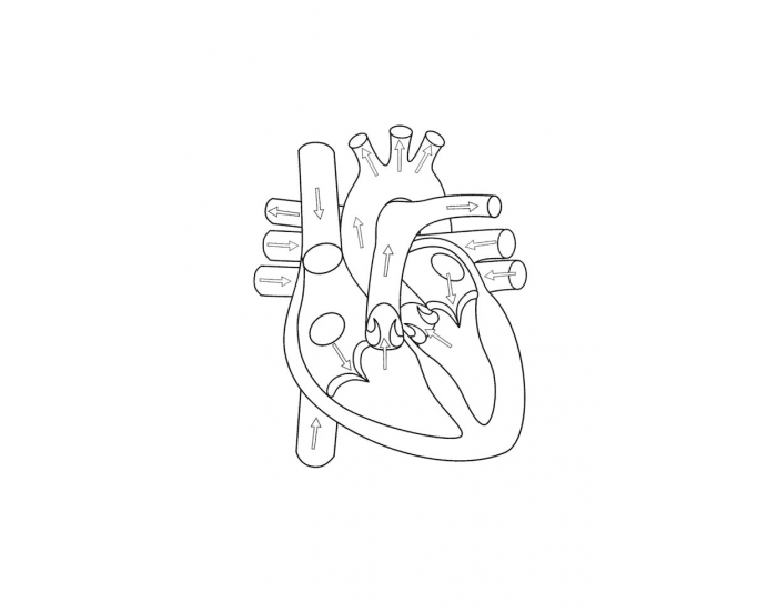 Fun Heart Labeling Activity Quiz
