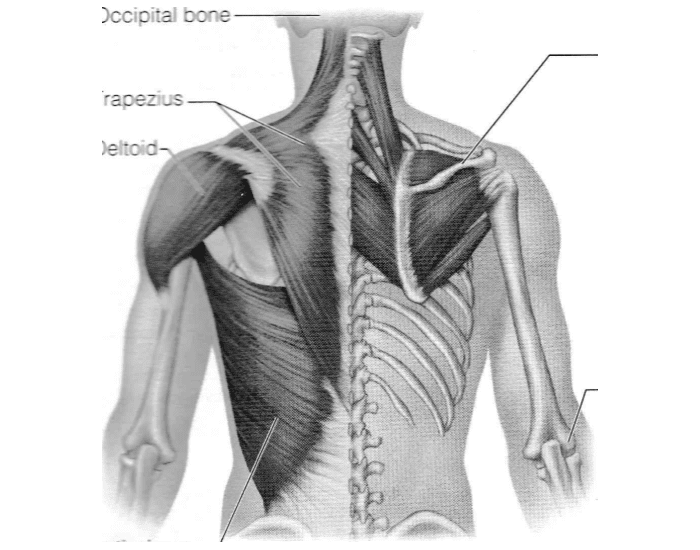 Muscles of the Posterior Neck, Trunk, Arm Quiz