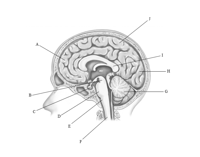 major-parts-of-the-brain-quiz