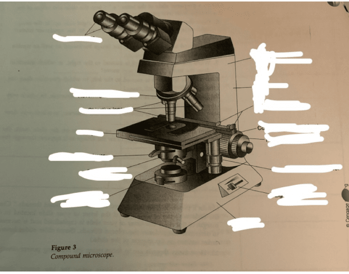Labeling microscope Quiz