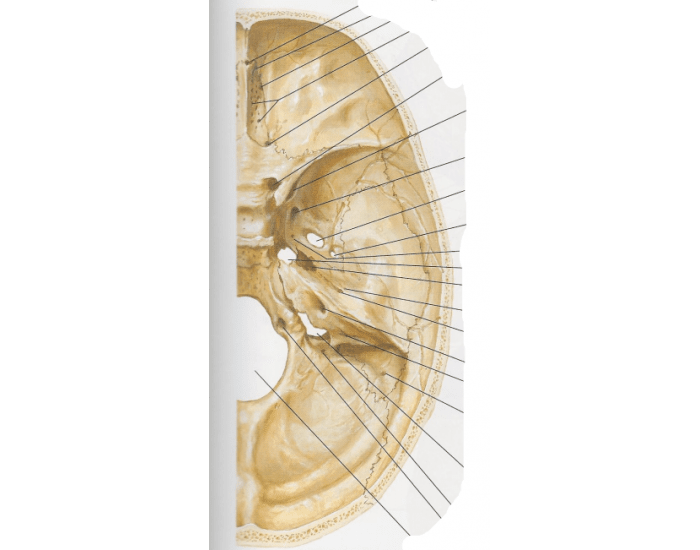 Anatomia da Base Interna do Crânio Quiz