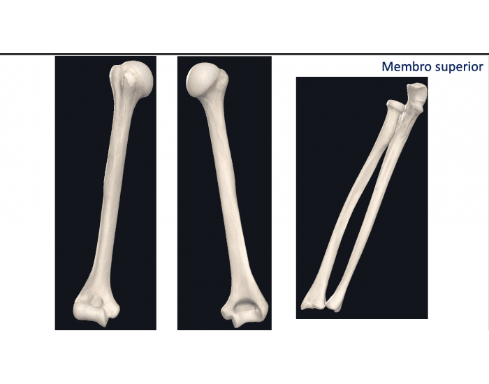 Pé - Anatomia Óssea Quiz