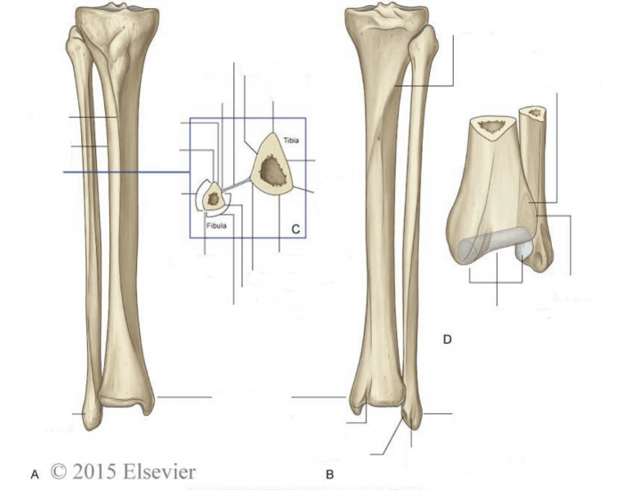 Label tibia and fibula 2 Quiz