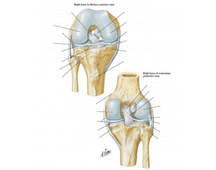 Anatomy of the Knee joint Quiz