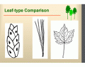 Leaf Type Comparison 