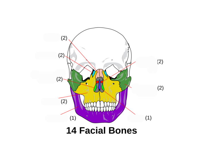Label The Facial Bones Quiz