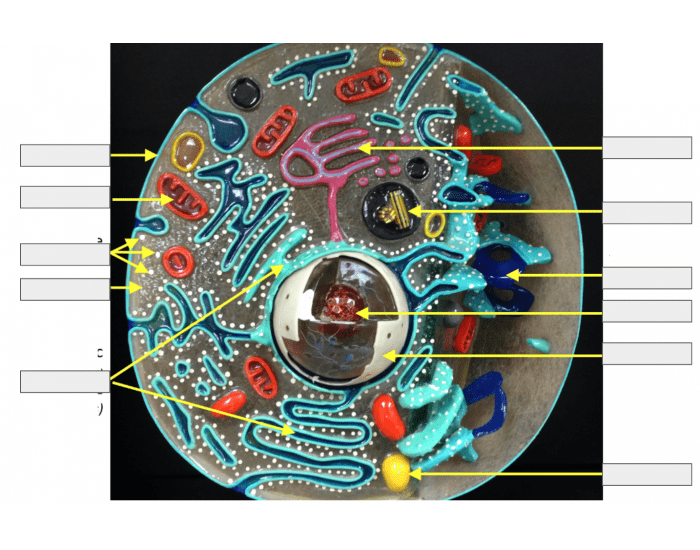 Cell Model 2 cell model #2 Quiz