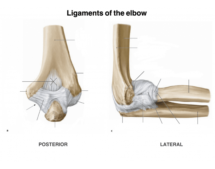 Ligaments of elbow (posterior/lateral) Quiz