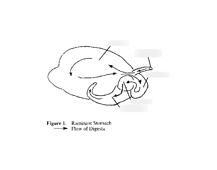 Make A Rumen Physical Example Labeling the rumen Quiz