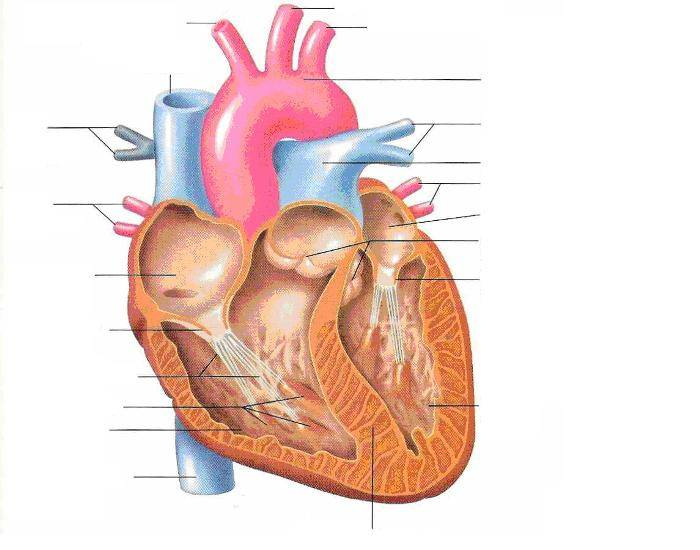 the human heart with labels