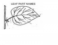 leaf part identification