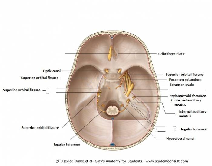 Label Cranial Nerves Quiz