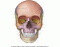 Human Skull - Front