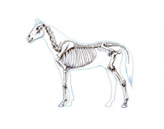 The skeleton of a Horse