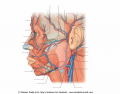 Human Face - Arteries and Veins