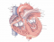 Heart Anatomy Quiz