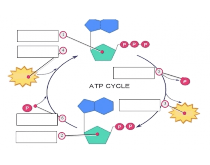 ATP ADP Cycle Printable Worksheet