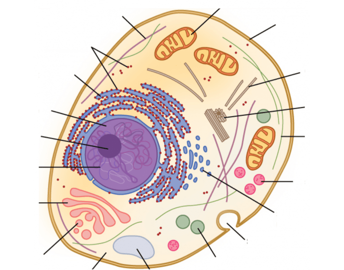 Cell Module With Labels Labelling a cell Quiz