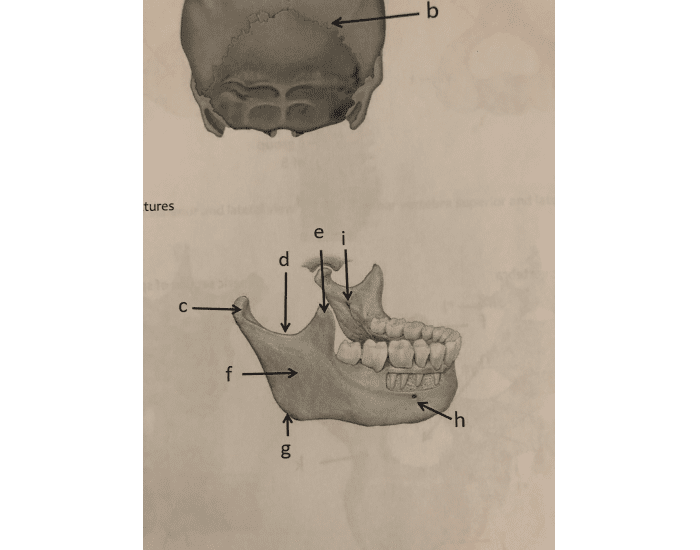 Mandibular structures Quiz Biology Diagrams