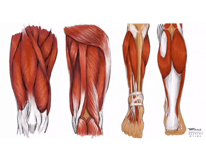 Labeling the leg muscles Quiz