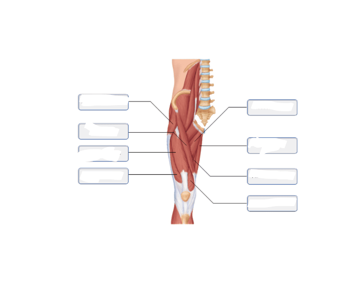 Internal Legs internal leg muscles Quiz