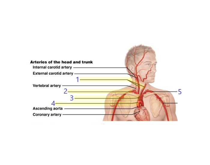 Head and Trunk Arteries Quiz