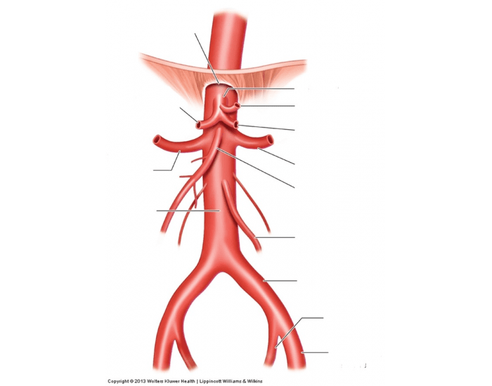 abdominal aorta anatomy