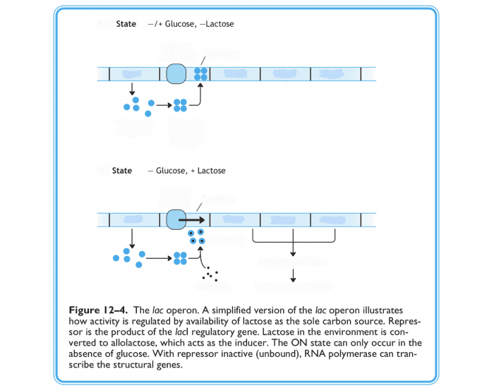 Lac Operon Quiz