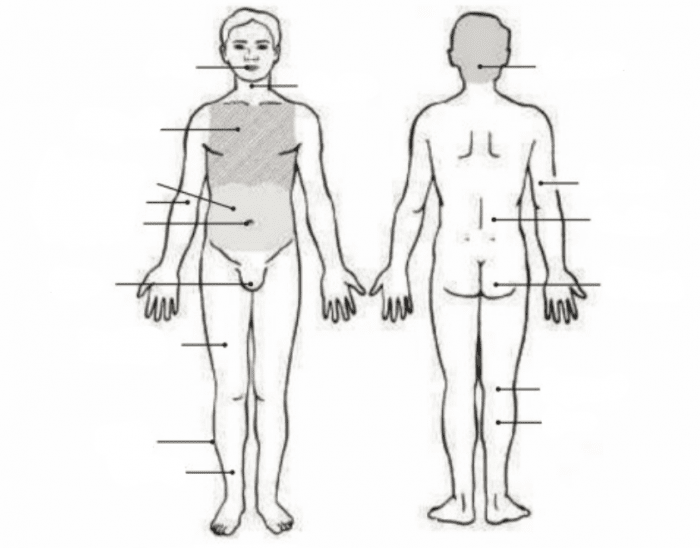 body-areas-quiz