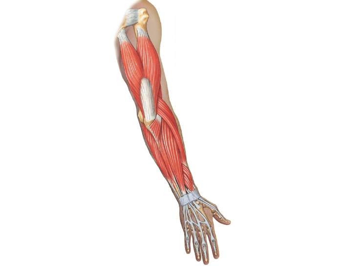 1200-2-Posterior Superficial Arm Quiz