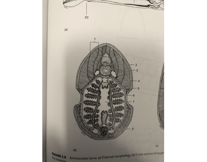 ammocoetes larva cross section through pharynx — Printable Worksheet