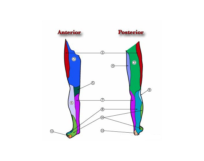 Lower Extremity Dermatomes Printable Worksheet