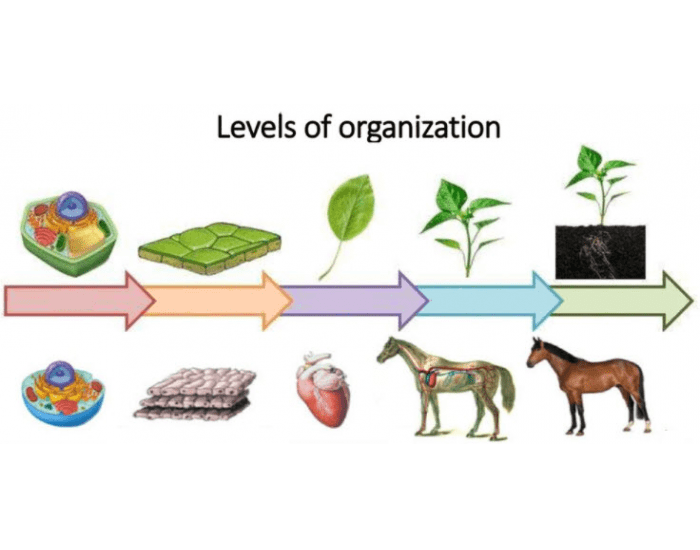 Levels of Organization Matching Quiz