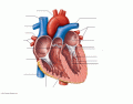Internal Anatomy of the Heart