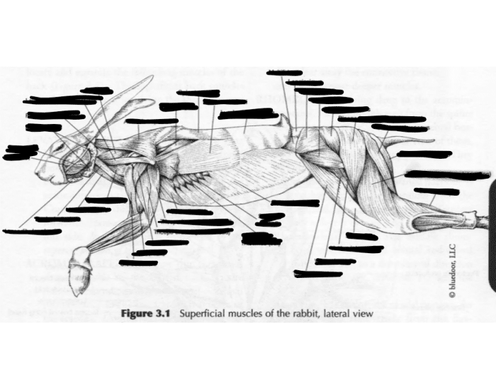 Superficial muscles of the rabbit, lateral view Quiz