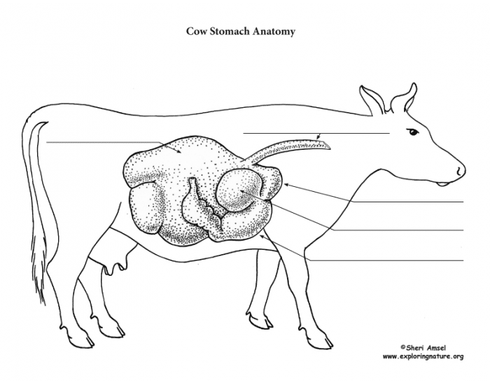 Trivia In Ruminants Ruminant Stomach Quiz
