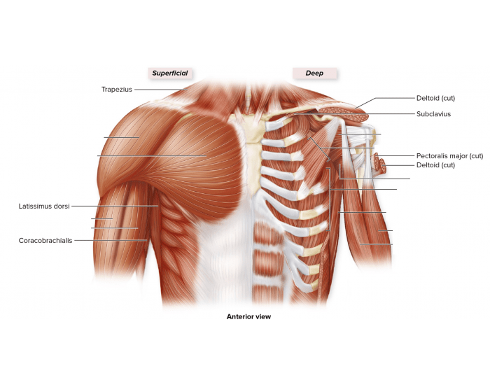 Proximal Muscle Example Proximal Upper Limb Muscles Anterior Quiz