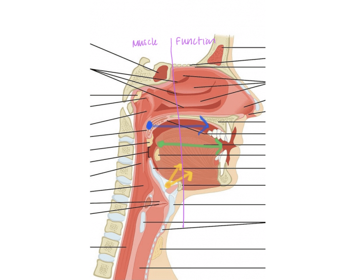 Dilator Muscles Of The Upper Airway Quiz