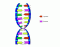 DNA base pairs