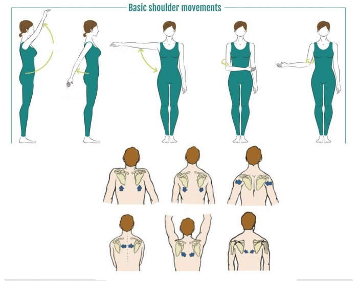 Shoulder Move Basic shoulder movements Quiz