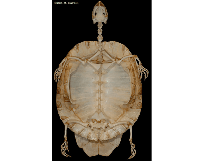 Appendicular Skeleton of the Turtle