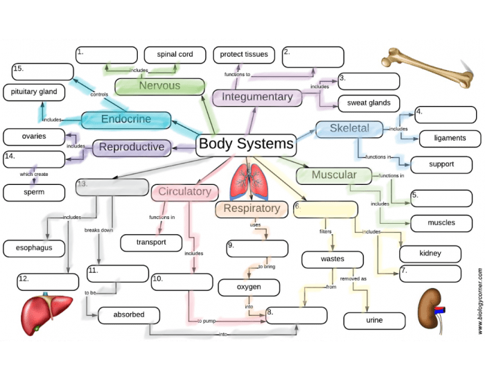 Body System Concept Map Quiz