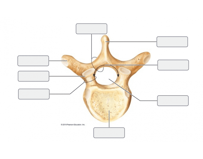 Vertebrae Labeling Quiz