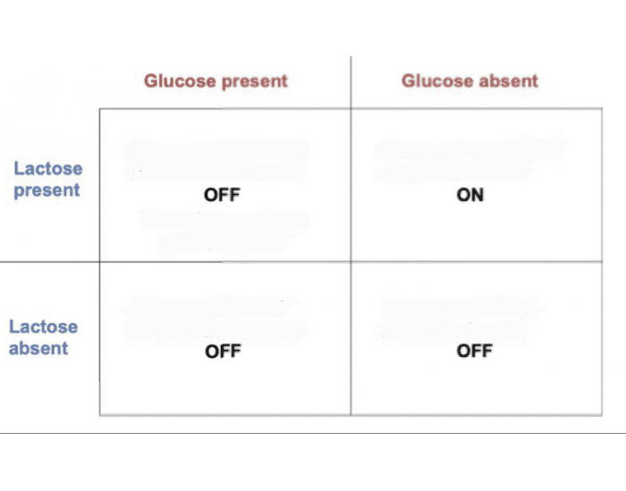 Lac Operon Quiz