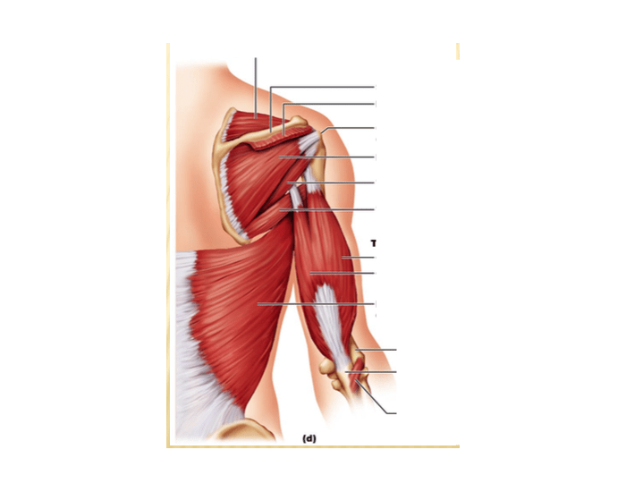 Posterior Shoulder Anatomy Quiz