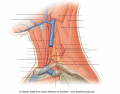 Neck Anatomy