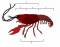 Crayfish External Anatomy